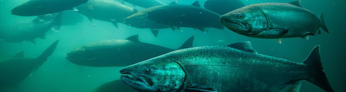 Salmón Chinook - Un camino hacia la sustentabilidad.