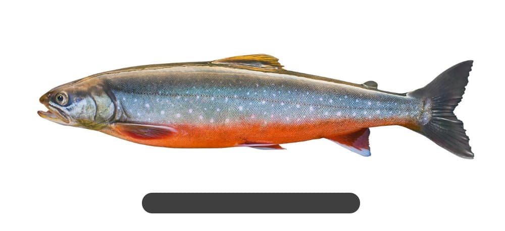 Char (Salvelinus Alpinus)